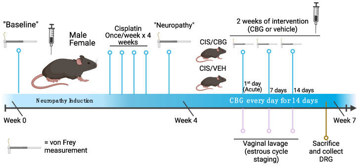 Timeline of experimental methods, behavioral data collection, and sample collection. Created with BioRender.com. CIS = cisplatin, CBG = cannabigerol, VEH = vehicle, DRG = dorsal root ganglia.
