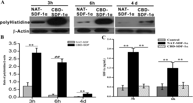 CBD-SDF-1α can bind to the ischemic area and achieve controlled release.(A) Western blotting was used to measure the exogenous SDF-1α in the ischemic area at 3 hours, 6 hours and 4 days after injection using an anti-polyhistidine antibody, and β-actin was used as the internal control. (B) Quantification of the protein bands (n = 6 in each group). (C) The SDF-1α levels in serum were measured at 3 and 6 hours after injection (n = 6 in each group). The data are presented as the means ± SEM, **P < 0.01.