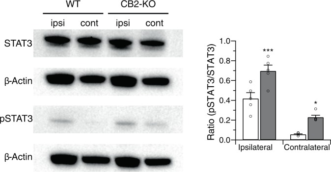 Nerve injury-induced STAT3 phosphorylation in peripheral nerve was enhanced in CB2 deficient animals, as evaluated by STAT3 and pSTAT3 western blotting of nerve samples 14-days after the surgery. Quantified data were normalised to ß-actin and expressed as means ± SEM of 5 mice/group. Open column, WT animals; closed column, CB2 knockout animals. A significant surgery or genotype effect is indicated by * p < 0.05 or *** p < 0.001, compared with respective WT controls (two-way ANOVA followed by Sidak’s multiple comparisons test).
