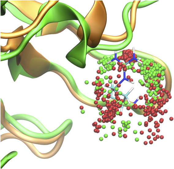 Molecular dynamics trajectory of SHANK1 WT (green backbone) and Gly126Arg (orange backbone). Dots represent 0.5 ps positions of Cζ of Arg127: green dots for WT trajectory and red dots for the Gly126Arg variant. The starting position of WT Arg127 is shown in stick representation.