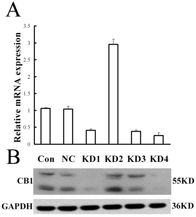 Effect of shRNA expressing lentivirus against CB1 on CB1 expression in primary hepatic stellate cells.(A) The statistical results of CB1 mRNA expression in primary hepatic stellate cells (HSCs) transfected with 4 pairs of shRNA expressing lentivirus named KD1, KD2, KD3 and KD4 by RT-PCR detection. The pGCSIL/U6 mock vector named Con was used as a negative control. KD4 displayed the highest gene-silencing efficacy among all the 4 pairs of lentivirus. Relative expression levels of mRNA were normalized against those of GAPDH mRNA. (B) The CB1 protein expression in HSCs transfected with 4 pairs of shRNA expressing lentivirus and the negative control lentivirus, respectively. The results demonstrated that KD4 deduced CB1 mRNA expression by about 75%, and protein expression by about 80%, which had the highest gene-silencing efficacy among all the four pairs of lentivirus vectors.