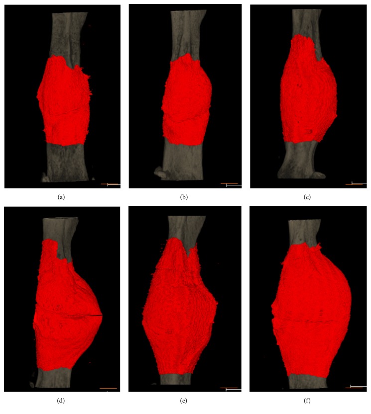 3D micro-CT images of femurs after injection of poly(Pro-Hyp-Gly)10 loaded with bFGF and CB-bFGFs. Three-dimensional images were created from 10 mm regions (500 slices) from the mid-femur using Tri-3D-Bon 3D image analysis software. 3D micro-CT images of fractured mouse femurs treated with (a) PBS, (b) bFGF, (c) bFGF-s3, (d) bFGF-s2b-s3, (e) bFGF-s3b, and (f) bFGF-s3a-s3b after four weeks of recovery. Red: callus; gray: existing bone. The scale bars indicate 3 mm.