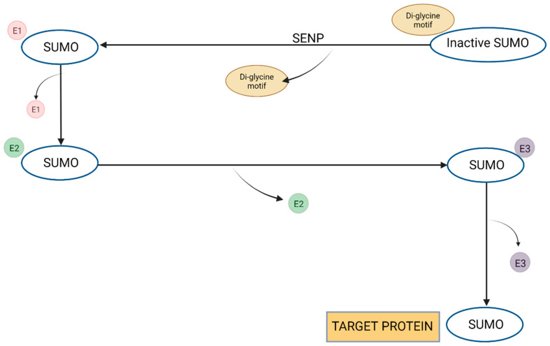 The enzymatic steps leading from inactive SUMO to activated SUMO.