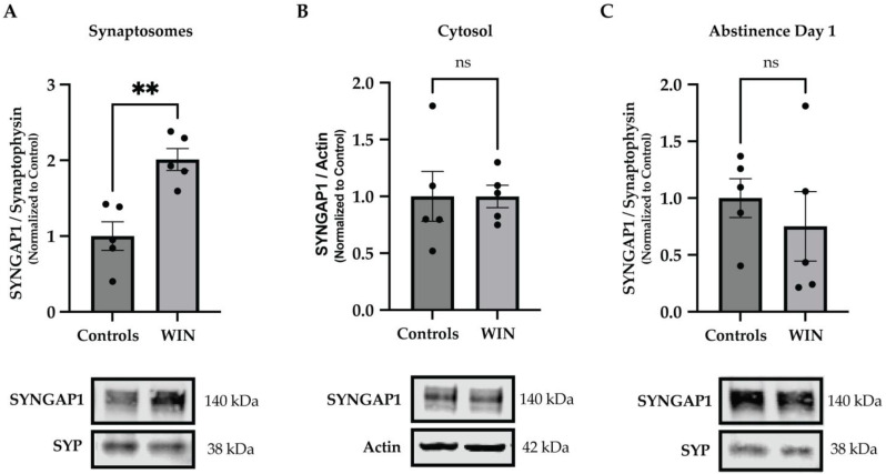 Exposure to WIN in adolescence results in upregulation of synaptic SYNGAP1 following drug abstinence. The ANOVA model applied to the synaptoproteomics data revealed that SYNGAP1 was among the most significant differentially expressed proteins in the PFC of WIN-treated animals compared to controls following 12 days of drug abstinence (ANOVA, q = 0.00000679; Supplementary Dataset S2). (A) Western blotting experiments using synaptosomal lysates of the PFC confirmed significant changes in levels of SYNGAP1 in the WIN-treated group compared to controls following 12 days of drug abstinence (n = 5 animals per group). (B) Western blotting experiments using cytosolic lysates of the PFC showed no changes in levels of SYNGAP1 in the WIN-treated group compared to controls following 12 days of drug abstinence (n = 5 animals per group), suggesting that the WIN-induced changes in SYNGAP1 are spatial in nature. (C) No changes were found in levels of SYNGAP1 when Western blotting experiments were performed using synaptosomal PFC extracts from animals sacrificed the day after the last WIN exposure, i.e., on abstinence day 1 (n = 5 animals per group), suggesting that the WIN-induced changes in SYNGAP1 are also temporal in nature. Graph data are presented as mean ± SEM. Representative Western blots are shown below the graphs, with the approximate molecular weights of observed band sizes indicated to the right. kDa, kilodaltons; ** p < 0.01, and ns = not significant.