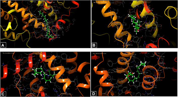 Three-dimensional view of ligands in active sites. (A) Arachidic acid interactions in the active sites of COX-1. (B and D) γ-Linolenic acid interactions in the active sites of COX-1 and COX-2. (C) Arachidonic acid interactions in the active sites of COX-2.