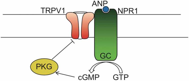 Schematic model of TRPV1 interacting with NPR1.Our proposed model shows TRPV1 directly interacting with NPR1, which upon stimulation with ANP produces cGMP from GTP, which in turn stimulates PKG phosphorylation of TRPV1, and gating inhibition. (TRPV1, Transient Receptor Potential cation channel subfamily V member 1; ANP, atrial natriuretic peptide; NPR1/GC, Natriuretic peptide receptor A/guanylate cyclase A; PKG, cGMP-dependent protein kinase or Protein Kinase G; GMP, guanosine triphosphate; cGMP, Cyclic guanosine monophosphate).
