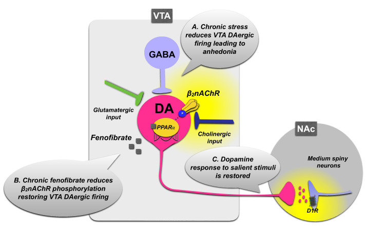 Schematic representation of PPARα regulation of dopamine neuron activity in the ventral tegmental area (VTA). (A) Unavoidable stress exposure is associated with decreased burst firing of dopamine neurons in the VTA and impaired dopaminergic response in the NAc. (B) Long-term PPARα activation by agonist administration (fenofibrate) decreases phosphorylation levels of β2-subunit-containing nicotinic acetylcholine receptor (β2nAChR) in the VTA, thus counteracting the negative modulatory effect on dopaminergic transmission of phosphorylated β2nAChRs. The decreased phosphorylation levels of β2nAChRs lead to increases in burst firing of VTA dopamine neurons (C), an effect that is accompanied by increased dopaminergic responses to salient stimuli in the nucleus accumbens (NAc). PPARα activation by relieving the inhibition of VTA dopamine neurons may restore the NAc physiological response to salient stimuli.