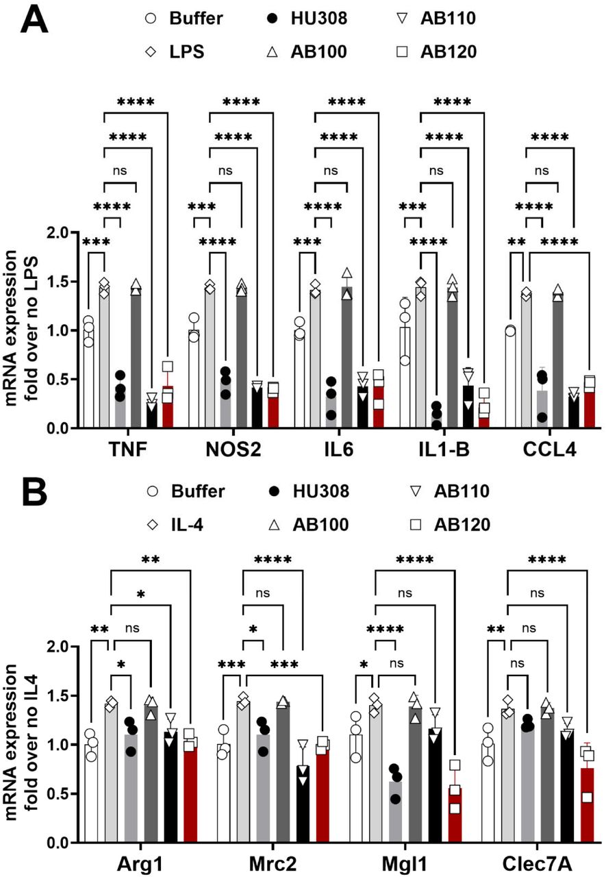 CB2 specific agonist antibodies reduce mRNA expression associated with LPS and IL-4 activation of macrophages. Serum starved RAW264.7 cells were treated with LPS (100ng/ml) for 8 hours or IL-4 (10ng/ml) for 16 hours. RT-PCR analysis for (A) M1 (LPS) associated gene expression and (B) M2 (IL-4) associated mRNA expression in RAW264.7 cells. Data represents mean ± SD from three independent experiments. Two-way ANOVA followed by Dunnet’s post hoc. Brackets: *P <0.05, **P <0.01, ***P <0.001 and ****P <0.0001.