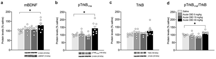 Effects of acute CBD exposure on mBDNF and TrkB receptor protein levels in the mPFC. Rats were treated with a single injection of CBD 5 mg/kg, 15 mg/kg, or 30 mg/kg and killed one hour after treatment. Protein levels of BDNF (a), phospho(p)-TrkBY706 (b), TrkB (c), and of the ratio pTrkB/TrkB (d) measured in the homogenate of mPFC are expressed as percentages of saline-treated rats. Below the graphs representative immunoblots are shown for mBDNF (14 kDa), pTrkB Y706 (145 kDa), TrkB (145 kDa), and β-Actin (43 kDa) proteins. Bar graphs represent the mean ± SEM from eight independent determinations for each experimental group. Ordinary one-way ANOVA followed by Tukey’s multiple comparisons test, or Kruskal-Wallis one-way ANOVA for ranks followed by Dunn’s multiple comparisons test for non-normally distributed data. * p < 0.05 vs. saline-treated rats. Saline n = 8, CBD 5 mg/kg n = 8 CBD 15 mg/kg n = 8, CBD 30 mg/kg n = 8 (mBDNF n = 7).