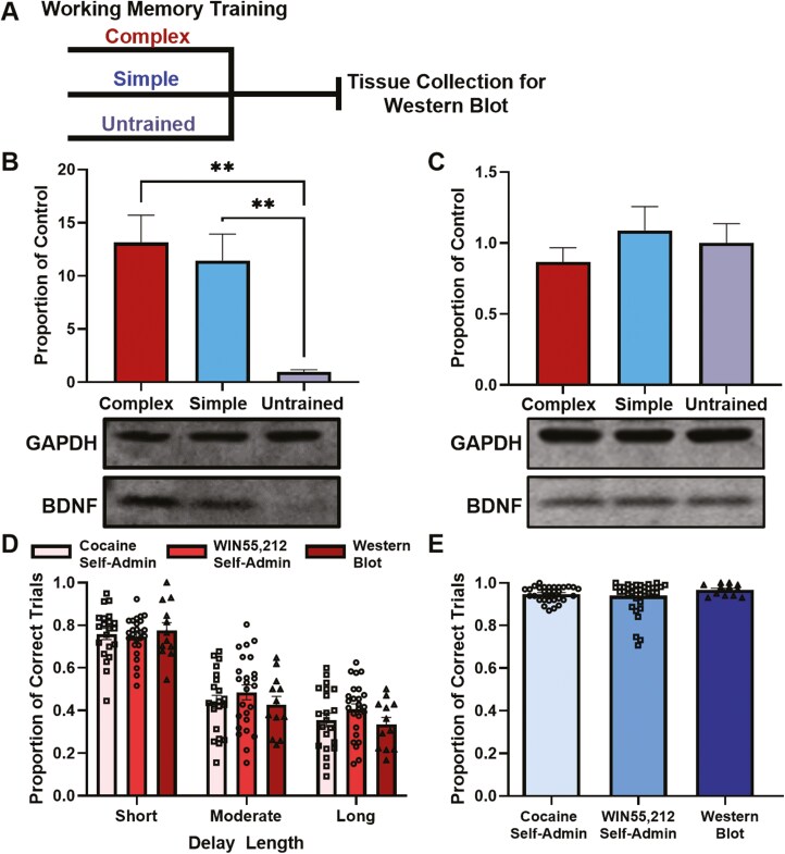 BDNF protein expression after working memory training. (A) Timeline depicting working memory training and tissue collection. (B) Protein concentration from western-blot analysis of BDNF and GAPDH loading control in the prelimbic prefrontal cortex and (C) dorsal hippocampus after training on the complex and simple working memory task compared with untrained control animals (n = 10–12 per group). Protein concentration is expressed as a proportion of untrained control expression. **P < .01. (D) Performance of animals in the complex group on the working memory task on short (0–4 seconds), moderate (8–16 seconds), or long (20–24 seconds) delays before cocaine or WIN self-administration or tissue collection for western blot. (E) Performance of rats in the simple groups before drug self-administration or tissue collection for western blot.