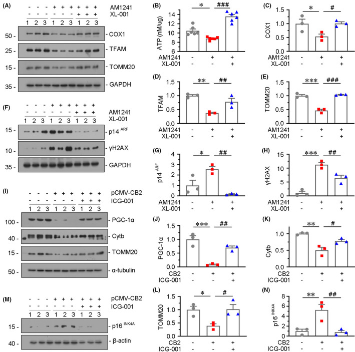 β‐catenin plays a mediative role in CB2‐induced mitochondrial dysfunction and cellular senescence. (A–E) Representative Western blot (A, F) and quantitative data (C–E, G and H) showing the expression of COX1, TFAM, TOMM20, p14ARF and γH2AX in HKC‐8 cells. HKC‐8 cells were treated with AM1241 (10 μM) for 48 h and pretreated with XL‐001 (10 μM) for 1 h. Quantitative data graph (B) showing the production of adenosine triphosphate (ATP) in HKC‐8 cells. *p < 0.05, **p < 0.01, ***p < 0.001 versus the control group alone; # p < 0.05, ## p < 0.01, ### p < 0.001versus the AM1241 group alone (n = 3). (I–N) Representative Western blot (I, M) and quantitative data (J–L, N) showing the expression of PGC‐1α, Cytb, TOMM20 and p16INK4A in HKC‐8 cells. HKC‐8 cells were transfected with CB2 expression plasmid (pCMV‐CB2), followed by the stimulation of ICG‐001 at 10μM for 24 h *p < 0.05, **p < 0.01, ***p < 0.001 versus the control group alone; # p < 0.05, ## p < 0.01versus the pCMV‐CB2 group alone (n = 3)