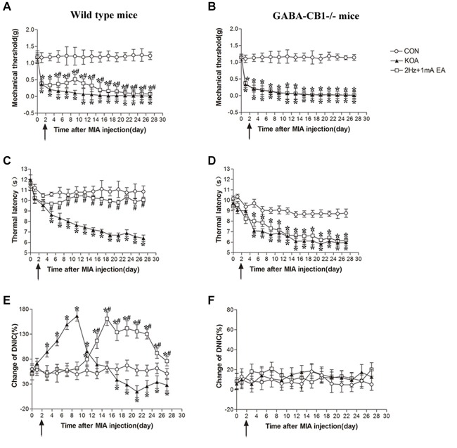 Comparison of the effects of EA on pain hypersensitivity and the DNIC function in wild-type mice and GABA-CB1−/− mice subjected to KOA induction. (A,B) Time course of changes in the tactile threshold in wild-type mice and GABA-CB1−/− mice after KOA induction. (C,D) Time course of changes in the thermal withdrawal threshold in wild-type mice and GABA-CB1−/− mice after KOA induction. (E,F) Effects of KOA and EA on DNIC function of wild-type mice and GABA-CB1−/− mice subjected to KOA induction. EA was administered for 30 min, once every other day for 4 weeks, starting from 2 days after MIA injection, as indicated by arrows. Data are expressed as means ± SD (n = 10 mice in each group). *p < 0.05, compared with the control group; #p < 0.05, compared with the KOA group.