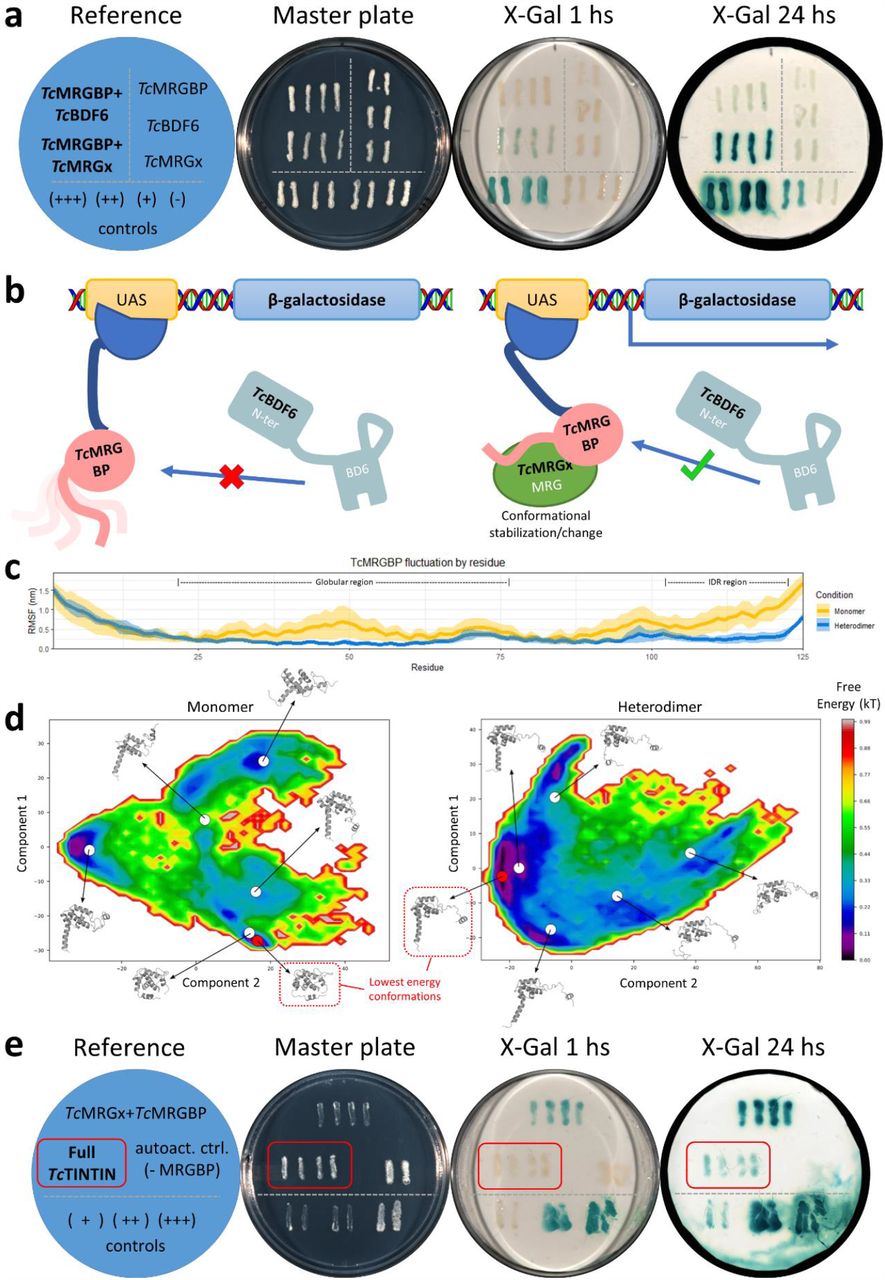Y2H and Y3H assays validate the formation of TcTINTIN in vivo and suggests that is assembled sequentially: a possible mechanism derived from molecular dynamics.(a) Y2H assay to test the interaction pairs TcMRG/TcMRGBP and TcMRGBP/TcBDF6 using β-galactosidase as reporter gene. The blue circle has a reference to the yeast strains streaked on the master plate (SC-Leu-Trp). Control strains were streaked below the horizontal line, autoactivation controls were streaked at the right of the vertical line and the actual interaction tests to the left. (b) Cartoon of TcTINTIN sequential assembly hypothesis. Left: TcBDF6 cannot interact with TcMRGBP in absence of TcMRGx. Right: TcMRGBP binds to TcMRGx and changes conformation, activating the interaction with TcBDF6 and transcribing the reporter gene. (c) Fluctuations on each residue of TcMRGBP using RMSF by residue plot derived from molecular dynamics (MD) simulations. RMSF values of TcMRGBP simulated as a monomer is in yellow and in blue as a heterodimer. Thick lines are the mean RMSF, and transparent colors are the standard deviations. (d) WHAM plots derived from MD simulations. Free-energy maps were calculated using RMSD as reaction coordinate and medoid structures were obtained with agglomerative ward algorithm. Lowest energy conformations are highlighted in red. Left plot corresponds to TcMRGBP simulated as a monomer and right plot as heterodimer. (e) Results from the Y3H experiment using β-galactosidase as reporter gene. The reference indicates the yeast strains that were streaked on the master plate (SC-Leu-Trp-Ura). The negative interaction control strain (-) was not included because it does not growth in absence of Ura, used to select GFP-TcMRGx expression plasmid. A red rectangle indicates the yeast clones that express the three proteins from panel b-right, showing β-galactosidase signal at 24 hours.