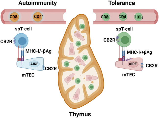 MHC-I β-cell restricted antigen (+βAg) or no antigen (−βAg) presentation in medullary epithelium cells (mTEC) inside thymus. AIRE, autoimmune regulator for ectopic expression of β-cell-specific genes. spT cells, single-positive CD8+ or CD4+ T cells. Yellow represents self-reactive and green self-tolerance T cells. Purple serpentine represents CB1R in β-cells and blue serpentine CB2R in immune cells.
