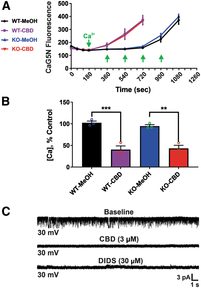 CBD effects are independent of CB1 receptors. CBD effects on mPT and mtCl channels are unaltered in acutely isolated mitochondria from CB1 KO mice compared with wild-type mice. (A) CBD at 3.75 μM significantly decreases the threshold for calcium-induced mPT in both wild-type and CB1 KO mice, as observed in normal Wistar rat brain. (Left) Ca2+ infusion traces. The y-axis of the graph is expressed in CaG5N fluorescence AU. (B) Bar graph depicting mean±SEM of mPT threshold (n=3 mice per group). The y-axis indicates the amount of Ca2+ added to the mitochondrial suspension. Data represent the mean±SEM, **p<0.01 and ***p<0.001, one-way ANOVA with Tukey post hoc test [F(3, 8)=(28.67), p=0.0001]. (C) Representative single-channel recording in CB1 KO mouse brain mitoplasts (n=3 per group) at a holding potential of +30 mV, showing that CBD (3 μM) and DIDS (30 μM) completely block chloride channel activity (indistinguishable from that seen in normal Wistar rat brain). CB1 KO, cannabinoid receptor type 1 knockout; DIDS, 4,4′-diisothiochanatostilbene-2,2′-disulfonic acid; mtCl, mitochondrial chloride.