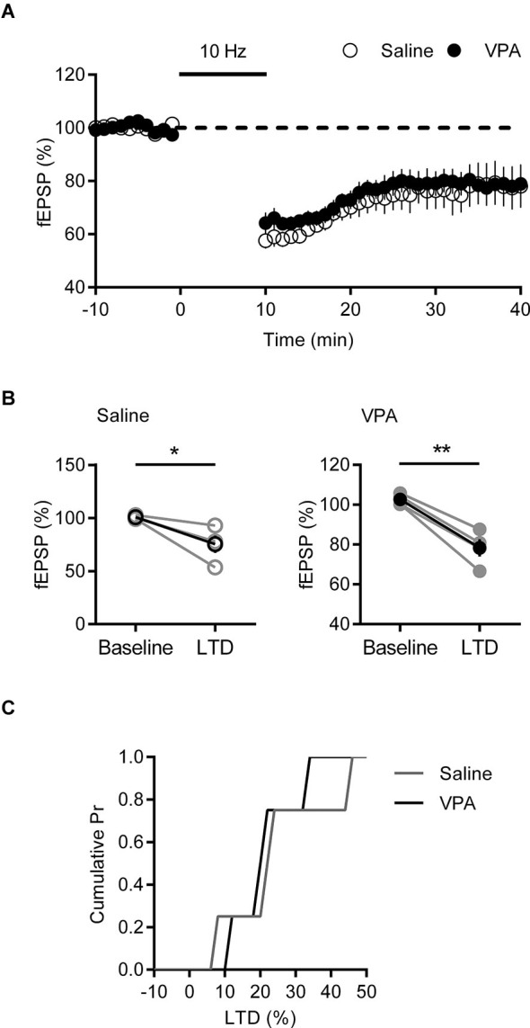 LTD is normal in VPA exposed mPFC neurons. (A) Time course of normalized fEPSP responses from layer V/VI adult rats treated with saline or VPA in utero. 10 Hz eCB-LTD stimulation is indicated by bar. (B) Change in normalized fEPSP pre- (Baseline) and post- (LTD; 25 min after 10 Hz stimulation) eCB-LTD. Darker points represent the mean fEPSP. (C) Cumulative probability plot of percent LTD from individual experiments. Data shown as mean ± s.e.m.; * p < 0.05, ** p < 0.01.
