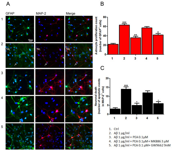 PEA inhibits astroglial proliferation and reduces neuronal loss in mixed neuroglia co-cultures exposed to Aβ. Aβ-challenged (1 μg/ml) astrocyte/neuron mixed cultures were treated with PEA (0.1 μM) in the presence of the selective PPARγ antagonist (GW9662, 9 nM) or the selective PPARα antagonist (MK886, 3 μM). After 24 hours of treatment, cells were processed for analyses. (A) Immunofluorescence photomicrographs showing the effect of the treatments on astrocyte proliferation and neuronal loss, as determined by immunostaining for GFAP (green) and MAP2 (red), respectively. Arrows indicate chromatin condensation in nuclei stained with Hoechst dye (blue) as markers of apoptotic events. Scale bar: 10 μm. (B) Relative quantification of GFAP-positive cell number as a count of astrocyte proliferation. (C) Apoptotic events detected on MAP2-expressing cells as an indication of neuronal death. For (B) and (C), the average value was determined by counting cells in at least nine microscopic fields for each treatment. Results are presented as means ± SEM of three separate experiments. Statistical analysis was performed using parametric one-way analysis of variance, and multiple comparisons were performed using the Bonferroni test. ***P < 0.001 vs. unstimulated cells, ∘∘P < 0.01 and ∘P < 0.05 vs. Aβ-stimulated cultures.