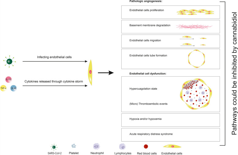 Short review on the potential of cannabidiol on pathologic angiogenesis and endothelialitis. Severe acute respiratory syndrome coronavirus 2 (SARS-CoV-2) infects the endothelial cells and led to pathologic angiogenesis and endothelial dysfunction. These features could be inhibited by using cannabidiol treatment. IL, interleukin; TNF-α, tumor necrosis factor α