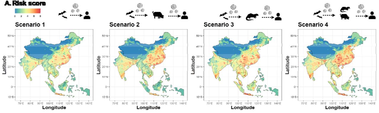 Emergent risk scores for scenarios containing co-occurring drivers associated with landscape change and zoonotic pathogen emergence.Landscape, human population and known bat hosts are included in all models, and are the sole drivers in Scenario 1, representing direct transmission. To incorporate indirect transmission through secondary hosts, mammalian livestock are included in Scenario 2, wild mammals in Scenario 3, and both mammalian livestock and wild mammals in Scenario 4. The internal white area in the continent represents no data values for Lake Qinghai; the largest lake in China.