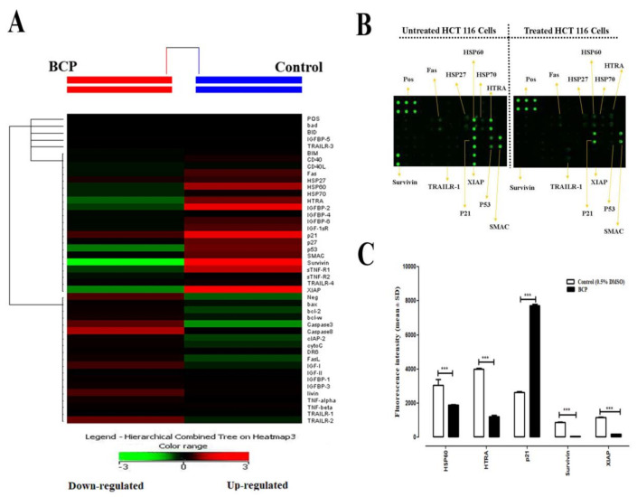 Effect of BCP on the expression of apoptosis-related proteins in HCT 116 cells. Cells were treated with 20 μM BCP for 24 h. Cells were lysed, the whole-cell protein was extracted, and protein array was performed. (A) A cluster diagram (heat map) shows signal intensities from each protein. (B) Images of the apoptotic markers were presented for the untreated and BCP-treated cells. Positive Control Spots (POS) were used for normalization and orientate the arrays. (C) Relative fold change in the expression levels of various pro- and anti-apoptotic proteins after treatment of BCP with HCT 116 cells. The statistical analysis was performed by assuming a value of 1 in control for reported proteins. The data was represented as the mean ± SD (n = 3). *** p < 0.001 compared to DMSO-treated control group.