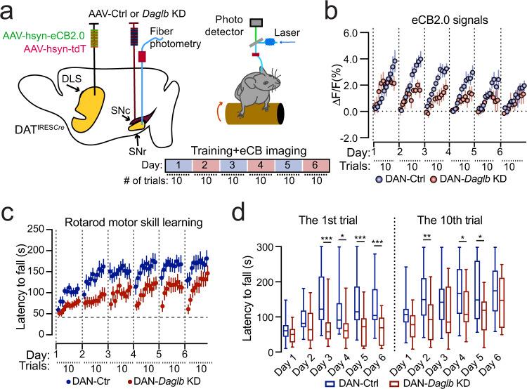 Daglb-deficiency in nigral DANs compromises the early dynamic release of 2-AG and impairs rotarod locomotor skill learning.a Schematic diagram of eCB2.0 fiber photometry recoding while DAN-Ctrl or DAN-Daglb KD mice undergo rotarod locomotor skill training. b Normalized eCB2.0 signal intensity over the course of locomotor learning of DAN-control and DAN-Daglb KD (n = 5 M per genotype) mice. Data were presented as mean ± SEM. Two-way ANOVA, genotype: F(1, 8) = 13. 68, p = 0.006. c Rotarod locomotor skill training of a different cohort of DAN-control (n = 16, 8M/8F) and DAN-Daglb KD (n = 16, 8M/8F) mice. Data were presented as mean ± SEM. Two-way ANOVA, genotype: F(1, 30) = 9.3, p = 0.0047. d Box and whiskers plot (the minimum, the 25th percentile, the median, the 75th percentile, and the maximum) of rotarod performance in the first and 10th trial on each day with the same cohorts of DAN-control (n = 16, 8 M/8F) and DAN-Daglb KD (n = 16, 8M/8F) mice. Multiple unpaired t test, two-tailed, *p < 0.05, **p < 0.005, ***p < 0.001.