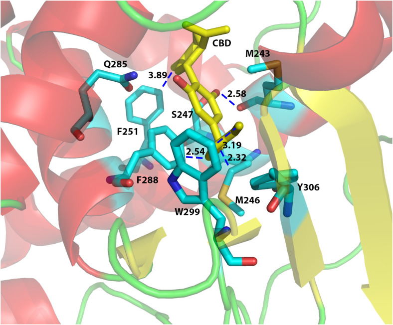 Computational docking of CBD to the ligand binding pocket of human PXR. The predicted residues required for CBD (yellow) binding were highlighted in cyan color. The distances (in Å) between the CBD and the residues in hPXR (4X1F wt) ligand binding pocket were indicated to understand the hydrogen bond interaction, aromatic-aromatic interaction, or hydrophobic interaction.