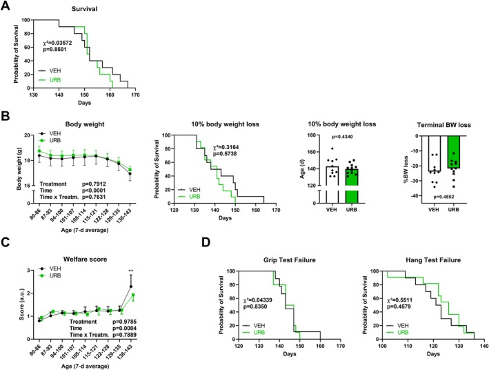 The effect of FAAH inhibition via URB937 treatment (1 mg/kg body weight intraperitoneally; 5×/week; n = 11), compared to vehicle treatment (VEH; n = 10), on survival (panel A), body weight (loss) (panel B), welfare score (panel C) and functional capacity (panel D) in female hSOD1‐transgene mice. Survival curves were analysed via the Gehan‐Breslow‐Wilcoxon test, body weight loss was assessed via Student's t‐test after normality testing, and longitudinal group comparisons were analysed via two‐way repeated measures analysis of variance. Time effects compared to baseline (80–86 days) are indicated by *p < 0.05, **p < 0.01, ***p < 0.001, ****p < 0.0001 in panels B and H (n = 10–11/group except for n = 9 of grip strength failure of VEH mice).