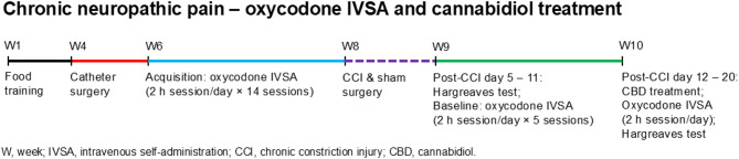 Schematic overview of the experiment. Adult male Sprague Dawley rats were trained to respond for food pellets. Following this, the rats were implanted with IV catheters and trained to self-administer oxycodone in 2-hour sessions per day for 14 sessions (N = 21). After the acquisition phase, chronic constriction injury (CCI) surgery was performed to induce neuropathic pain, while sham surgery was performed in control animals. Following recovery, the Hargreaves test was used to assess thermal pain sensitivity, and baseline oxycodone self-administration sessions were conducted in 2-hour sessions per day for 5 sessions. Subsequently, the effects of cannabidiol (CBD) treatment on oxycodone self-administration and thermal pain sensitivity were evaluated in both CCI and sham control rats. Sham, N = 11; CCI, N = 10. Abbreviation: IVSA, intravenous self-administration.
