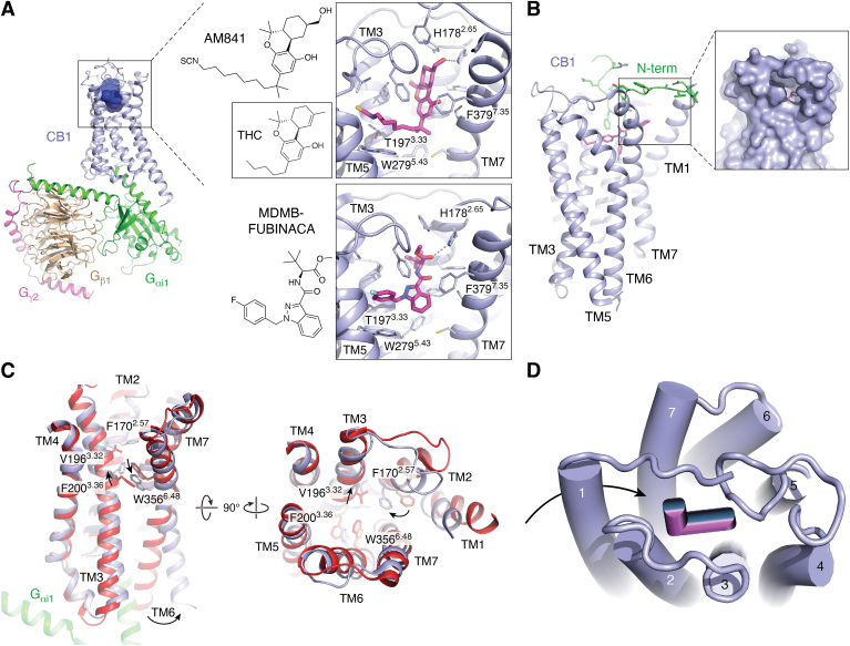 Structural insights into the molecular actions of cannabinoid drugs.A, overview of G protein–bound CB1-agonist complex (PDB ID: 6KPG) with the receptor, Gαi1, Gβ1, and Gγ2 highlighted in light blue, green, wheat, and magenta, respectively. Chemical structures and close ups of cannabinoid drugs AM841 (PDB ID: 6KPG) and MDMB-FUBINACA (PDB ID: 6N4B) bound to the CB1 orthosteric pocket, and inset shows chemical structure of THC by comparison. Drugs (magenta) and side chains are shown as sticks, and hydrogen bonds and ionic bonds are indicated by gray dashed lines. B, membrane view of CB1 showing 7TM architecture (light blue) (PDB ID: 5TGZ). Residues of the N terminus are shown in green and bound drug AM6538 is shown in magenta. Zoom-in shows gap in TM1-TM7 interface, which likely serves as the entry pore for hydrophobic CB1 ligands from within the membrane. C, proposed activation of CB1 elucidated by the overlay of inactive state (red, PDB ID: 5TGZ) and G protein–bound (green) active state (light blue, PDB ID: 6KPG) involves inward motion of aromatic residues in TM2, followed by the pairwise motion of F2003.36 and W3566.48, designated as the twin-toggle switch. D, schematic illustrates the L-shape binding mode of cannabinoid drugs, and the reported receptor entry of cannabinoid ligands from the membrane via an opening of the 7TM bundle. 7TM, seven-transmembrane; CB, cannabinoid receptor; THC, tetrahydrocannabinol.