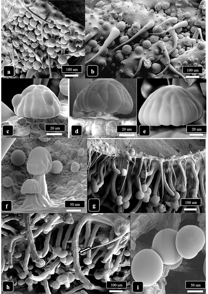 Capitate trichome development on cannabis strain SQ, lower bract surface, at 3 and 6 weeks of inflorescence development. a At 3 weeks, most capitate trichomes at the tip of the bract are sessile. b Close-up view showing a mixture of sessile-capitate trichomes with bulbous trichomes and nonglandular hairs. There are no stalked-capitate trichomes. c–e Presecretory (sessile) trichomes showing the outlines of presecretory disc cells. f A range of stalk lengths have developed on capitate trichomes, and sessile trichomes can be seen in the background. g At 6 weeks, stalked-capitate trichomes are densely packed together on the underside of the bracts and have formed long stalks. h Some stalked-capitate trichomes that form at the edge of a bract have extremely long stalks, up to 1000 μm (arrow). i Magnified view of capitate trichomes showing fully formed heads surrounded by a cuticle