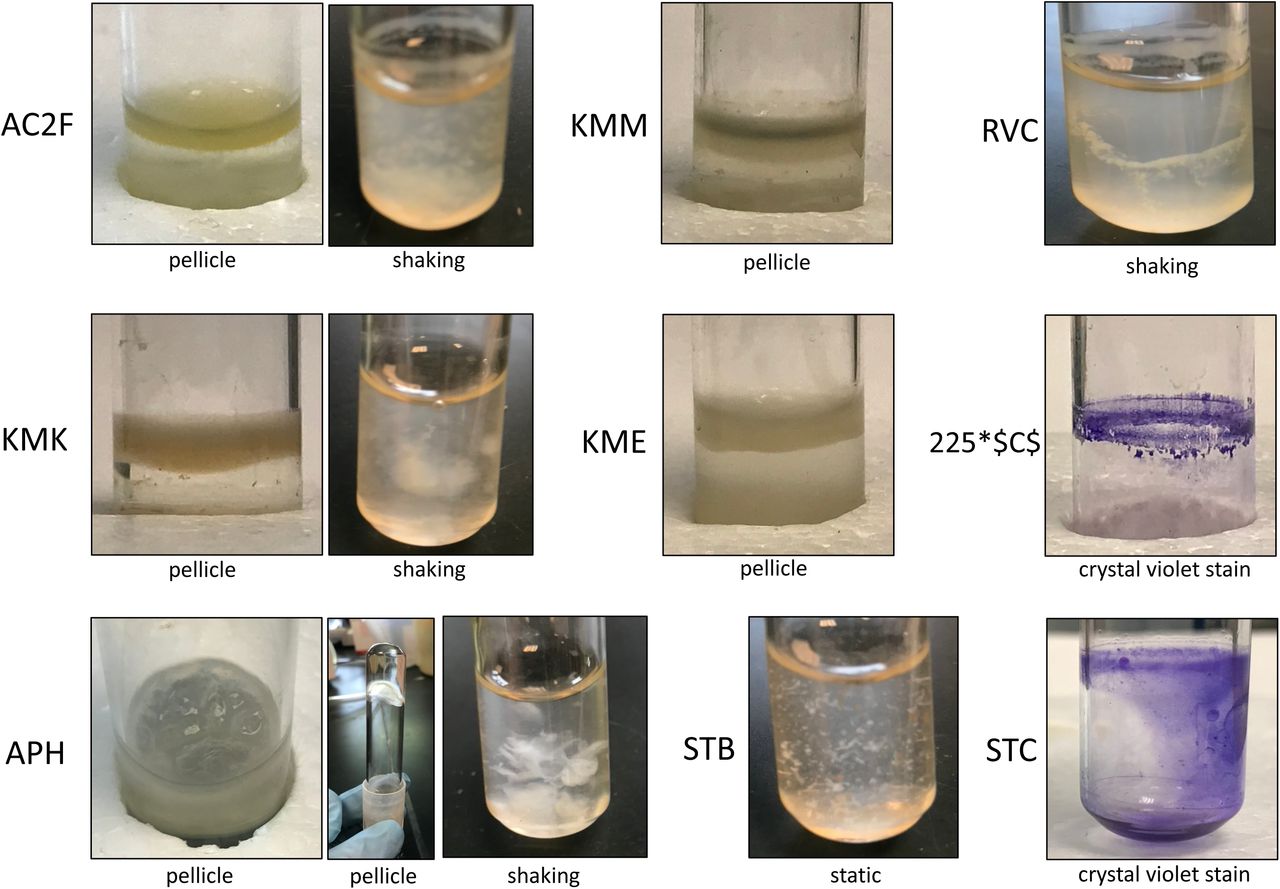 Images of unique biofilm producersSide view images taken of unique biofilm producers. Pellicle biofilms were produced after 5 days of static incubation at 25°C in R2 liquid medium. Shaking biofilms were observed as excess matrix and cell clumping. Cells were grown overnight shaking at 25°C in R2 liquid medium. Crystal violet-stained biofilms were imaged after 5 days of static incubation at 25°C in R2 liquid medium.