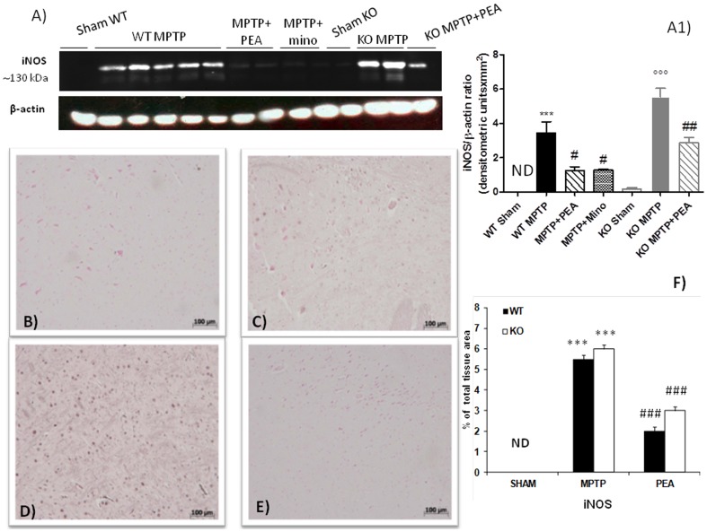 Effects of PEA on iNOS expression in the SN.By western blot analysis a significant increase in iNOS expression was observed in MPTP-injected PPARαWT mice (panels A and A1). In PPARαKO the increased iNOS expression was more pronounced. PEA treatment significantly lowered the expression of iNOS in PPARαWT mice and PEA partially reduced iNOS expression in PPARαKO mice (panel A and A1). Similarly, a marked positive immunostaining for iNOS was found in MPTP-injected PPARαWT animals at 8 days after intoxication (C and F). The absence of PPARα gene increases the number of iNOS immunoreactive cells induced by MPTP (D and F). In PPARαWT mice PEA prevented the MPTP-induced increased expression of iNOS immunoreactive cells in the SN (E and F). Sections from PPARαKO mice (B and F) did not reveal any immunoreactivity for iNOS.