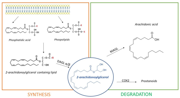 The synthesis of 2-Arachidonoylglicerol (2-AG). Synthesis happens because of diacylglycerol lipase (DAGL) α/β, from phosphatidic acids and phospholipids proceeding from the cell membrane. Additionally, 2-AG is degraded by monoacylglycerol lipase (MAGL) in arachidonic acid and by cyclooxygenase-2 (COX2) in prostanoids.