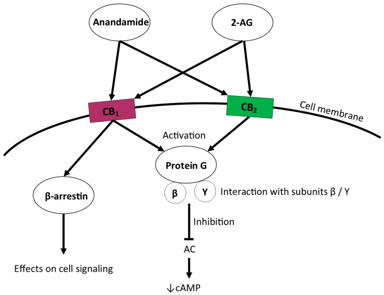 Signaling pathways induced by endocannabinoid receptors activation. 2-AG—2-arachidonylo-glicerol, CB1—cannabinoid receptor 1, CB2—cannabinoid receptor 2, AC—Adenylyl cyclase, cAMP—cyclic adenosine 3′,5′-monophosphate.