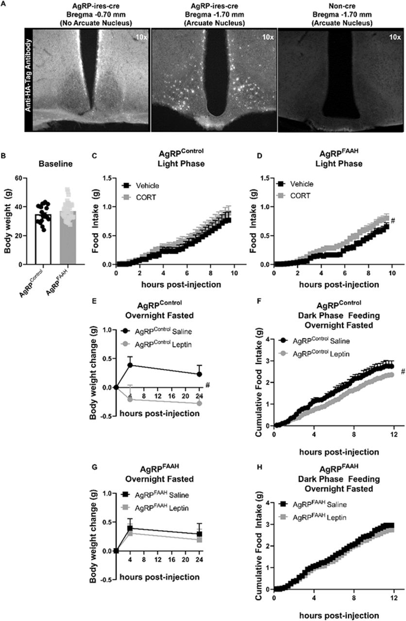 FAAH knockdown in hypothalamic AgRP neurons recapitulates the feeding responses to either acute CORT or leptin treatment of FAAH A/A mice.(A) For validation of cre-dependent CRISPR/SaCas9 AAV-based knockdown of FAAH in AgRP neurons, HA-tag fluorescence was detected exclusively in the arcuate nucleus of AgRP-cre mice following bilateral injections of SaCas9-Control or SaCas9-FAAH into the hypothalamus of AgRP-Ires-cre mice. Non-cre mice showed no Anti-HA-tag fluorescence in the arcuate nucleus. (B) Under basal conditions, there was no effect of FAAH knockdown in AgRP neurons on body weight (T(61) = 1.406, p = 0.1648). (C) A single CORT injection (3 mg/kg) had no effect on cumulative light phase food intake in AgRPcontrol mice (treatment: F(1, 21.045) = 0.465, p = 0.503). (D) By contrast, acute CORT caused a hyperphagic feeding response in AgRPFAAH mice measured during the light phase (treatment: F(1, 44.286) = 4.257, p = 0.045). (E – F) In terms of leptin exposure, AgRPcontrol mice were responsive to leptin-mediated reductions in weight gain (treatment: F(1, 22.253) = 8.282, p = 0.009) and refeeding (treatment: F(1,16.659) = 5.635, p = 0.030) following an overnight fast. (G-H) However, AgRPFAAH mice were unresponsive to leptin (weight gain: F(1, 32.278 = 0.181, p = 0.673); refeeding: F(1, 30.596) = 0.703, p = 0.408). For panel B, n = 21 AgRPcontrol mice ; n = 42 AgRPFAAH mice. For panels C, n = 12 AgRPcontrol -vehicle; n = 10 AgRPcontrol -CORT. For panel D, n = 20 AgRPFAAH-vehicle; n = 21 AgRPFAAH-CORT. For panels E & F, n = 7 AgRPcontrol-saline; n = AgRPcontrol-leptin. For panels G & H, n = 14 AgRPFAAH-saline ; n = 15 AgRPFAAH-leptin. Body weight and food intake data are presented as means ± SEM. Panel B was analyzed by student’s t-test. Panels C –H were analyzed by linear mixed models with repeated measures. Pound signs denote significant treatment effect. #P < 0.05.