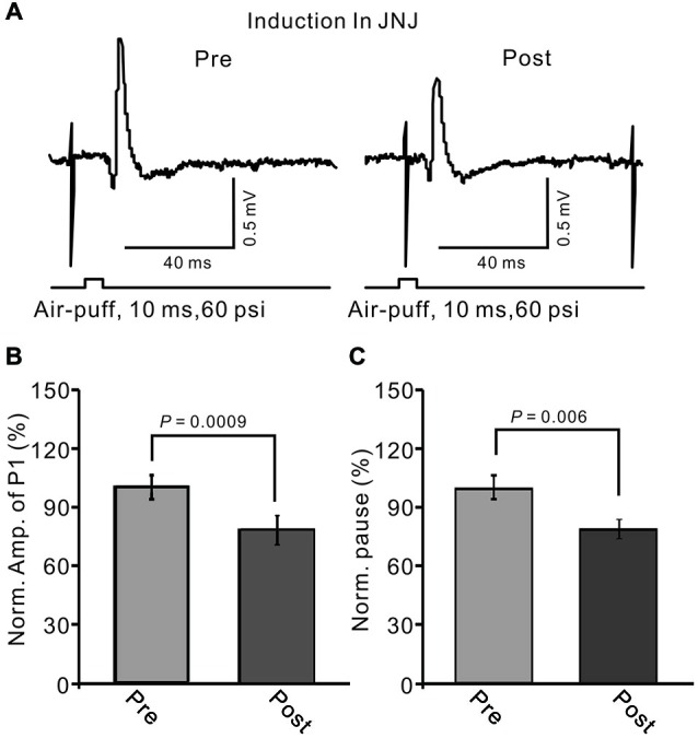 Blocking metabotropic glutamate receptor 1 (mGluR1) during 1 Hz stimulation failed to prevent the LTD of GABAergic transmission at PCs. (A) Upper, representative cell-attached recording traces showing air-puff stimulation (10 ms, 60 psi)-evoked responses in a PC before (pre) and after (post) 1 Hz (240 pulses) stimulation delivered in the presence of mGluR1 antagonist, JNJ16259685 (10 μM, right panel). (B) Summary of data showing normalized amplitude of P1 before (pre) and after (post) delivery of 1 Hz (240 pulses) stimulation. (C) Pooled data showing the normalized pause of SS firing before (pre) and after (post) delivery of 1 Hz (240 pulses) stimulation. Note that the amplitude of P1 was still depressed after 1 Hz stimulation without mGluR1 activity.