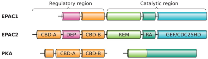 Domain structure of the EPACs and PKA. Individual domains indicated: CBD, cAMP-binding domain; DEP, disheveled, EGL-10 and pleckstrin homology domain; REM, RAS exchange motif; RA, RAS association domain; GEF/CDC25HD, guanine nucleotide exchange factor domain/CDC25 homology domain.