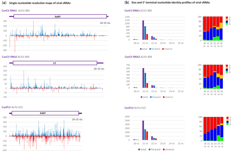 Illumina sequencing analysis of Cannabis cryptic virus (CanCV)- and Cannabis partiti-like virus (CanPLV)-derived small RNAs in hemp plants ALYU-304 and ALYU-315. (a) Single-nucleotide resolution maps of 20–25 nt small (s)RNA reads mapped with zero mismatches on the reconstructed genome sequences of CanCV isolate ALYU-304 and CanPLV isolate ALYU-315. Histograms plot the numbers of viral reads at each nucleotide position of two genomic RNAs of CanCV and a single genomic RNA of CanPLV: blue bars above the axis represent positive-sense strand reads starting at each respective position, while red bars below the axis represent complementary strand reads ending at each respective position. The viral genome organization is shown schematically above the histograms, with the ORFs encoding RNA-dependent RNA polymerase (RdRP) and coat protein (CP) of CanCV and putative RdRP of CanPLV boxed. (b) Size and 5′-terminal nucleotide identity profiles of viral sRNAs. Counts in reads per million (RPM) of sRNAs derived from positive-sense (forward) and negative-sense (reverse) strands or both strands of the viral genome are plotted as bar graphs. Frequencies of 5′-terminal uridine (U), guanosine (G), cytosine (C) and adenosine (A) are plotted as a percentage of total sRNAs for each of the six size classes (20, 21, 22, 23, 24 and 25 nt).