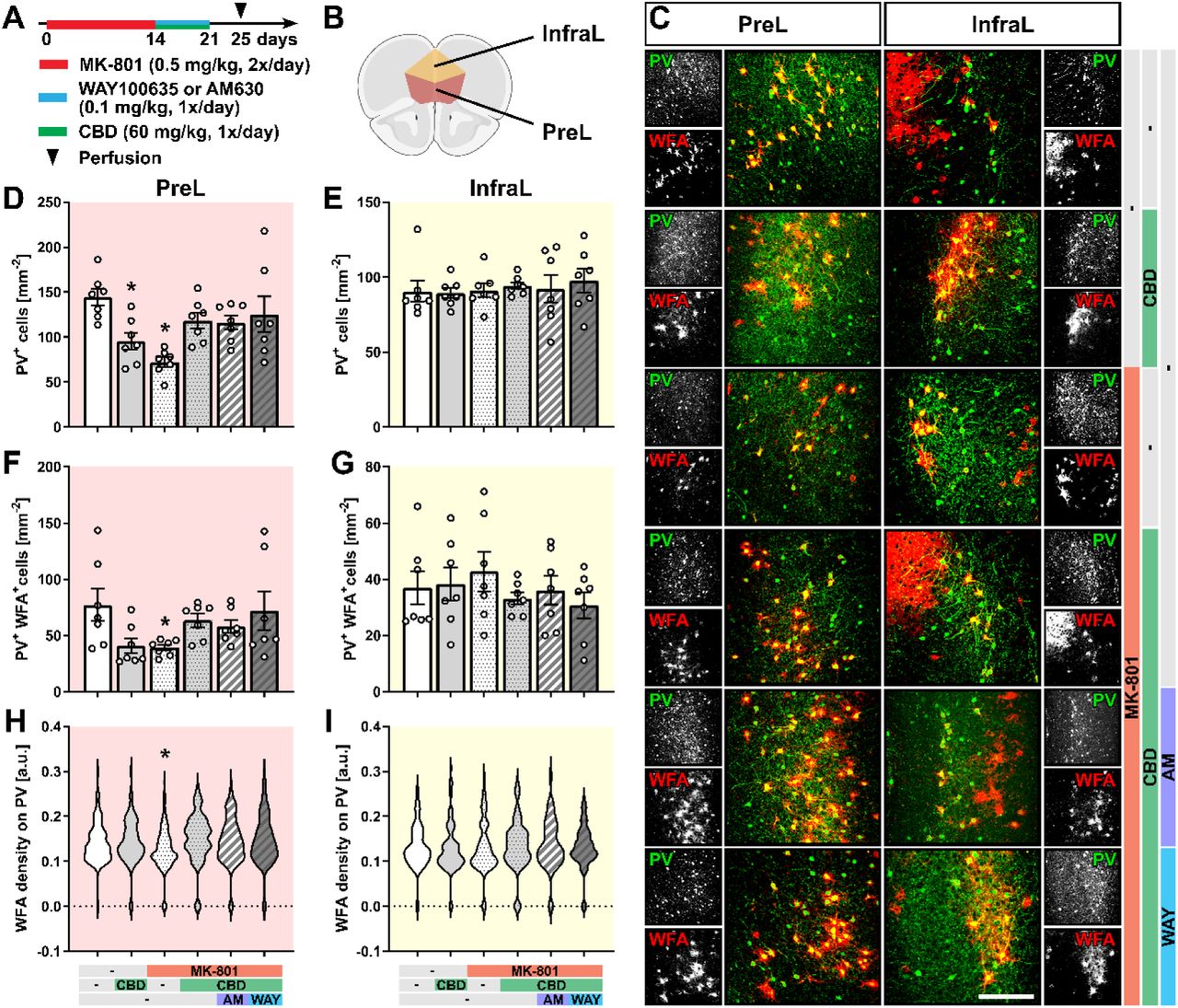 CBD protects against MK-801-induced decrease in the expression of PV+ neurons and PNNs in the prelimbic but not in the infralimbic region of the mPFC(A) Experimental protocol for pharmacological treatment with MK-801, WAY100635, or AM630 and CBD followed by perfusion and immunohistochemical analysis. (B) Schematic representation of the prelimbic (PreL) and infralimbic regions (InfraL) of the mPFC used for analysis [Created with BioRender.com]. (C) A representative view of parvalbumin (PV, green) and PNNs was detected using WFA (red). Scale bar, 200 µm. (D-E) Cell density of PV+ cells in the PreL (D) and InfraL (E) regions. (F-G) Cell density of PV+/WFA+ cells in the PreL (F) and InfraL (G) regions. (H-I) WFA density (calculated as fluorescence intensity) on PV+ cells in the PreL (H) and InfraL (I) regions. Data are represented as mean ± SEM (D-G) or violin plot (H-I) and derived from N=7 mice (D-G) and 74-180 cells (H-I). Each group was compared to the control group (*, p < 0.05). Details on statistical analysis can be found in Supplementary Table 1.