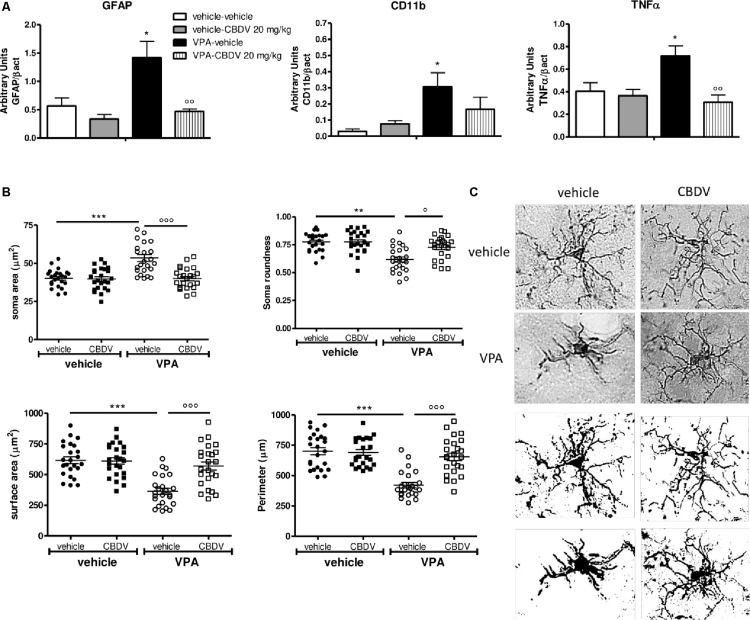 (A) Effects of prenatal VPA exposure and symptomatic CBDV 20 mg/kg/day treatment on the expression of the astrocyte marker GFAP, the microglia marker CD11b and the pro-inflammatory cytokine TNF-α in the hippocampus as measured by means of Western blot analysis in cytosolic fractions. Data represent mean ± SEM of n = 3 vehicle-vehicle, n = 3 vehicle-CBDV 20 mg/kg, n = 5 VPA-vehicle, n = 5 VPA-CBDV 20 mg/kg and were analyzed using two-way ANOVA followed by Tukey post hoc test. (B) Effect of prenatal VPA exposure and CBDV treatment (20 mg/kg/day; PND 34–58) on microglia morphology in the hippocampus as analyzed through Iba1 immunostaining. (C) Representative Iba-1 staining and microglia morphology at ×40 magnification (upper panels: grayscale images; lower panels: filled images). Data represent mean ± SEM of three animals per group (4 slices/animal, 240 μm apart; 8 cells/animals) and were analyzed using two-way ANOVA followed by Tukey’s post hoc test (∗∗∗p < 0.001,∗∗p < 0.01, ∗p < 0.05 vs. vehicle-vehicle;°°°p < 0.001,°°p < 0.01,°p < 0.05 vs. VPA-vehicle).