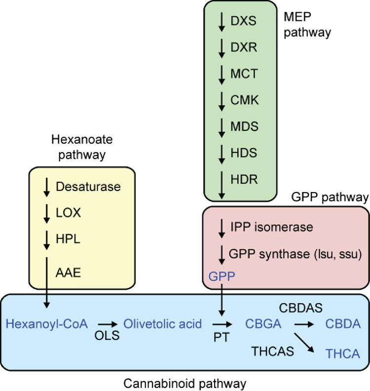 Overview of the cannabinoid biosynthesis pathways.Modified from van Bakel et al. (2011) [24].