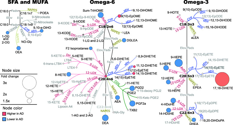 Plasma differences in oxylipins and endocannabinoids, between control and AD groups. Fold changes projected on fatty acids, oxylipin, and endocannabinoids metabolic pathway. Only differences with the t-test p < 0.05 and FDR correction at q = 0.2 are shown. The network presents fatty acid metabolic pathway, including saturates and monounsaturates (SFA and MUFA) and omega 3 and omega 6 fatty acids with oxylipins and endocannabinoid synthesis pathway. Both detected (black font) and not detected (gray font) metabolites are shown to visualize the coverage of the metabolic pathway in our targeted assay and facilitate data interpretation. Although, for the clarity of the figure, not all assay metabolites are displayed. The complete list of measured metabolites was previously reported [76]. Oxylipin metabolizing enzymes are colored by their class: red—lipoxygenase (LOX) and autoxidation pathway; blue—cytochrome p450 (CYP) epoxygenase; green—cyclooxygenase (COX); yellow—N-acylphosphatidylethanolamide-phospholipase D. Node size represents the fold difference, and the color represents the directionality of the difference: orange—higher in AD; light blue—lower in AD. Key enzymes involved in the metabolic step are abbreviated next to the edge. Fads, fatty acid desaturase; Elov, fatty acid elongase; sEH, soluble epoxide hydrolase; DH, dehydrogenase. Saturated and monounsaturated fatty acids were not measured in this assay and are indicated only to visualize precursors for measured oxylipins and endocannabinoids. Group means for all metabolites together with corresponding t-test p-values are provided in Table S3