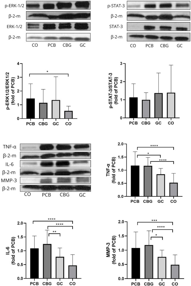 Western blot and bar graph results show protein expression levels for p-ERK1/2, p-STAT-3, TNF-α, IL-6, and MMP-3 across different groups (CO, PCB, CBG, GC). Bar graphs illustrate fold changes compared to PCB. Notable differences are marked with asterisks, indicating statistical significance.