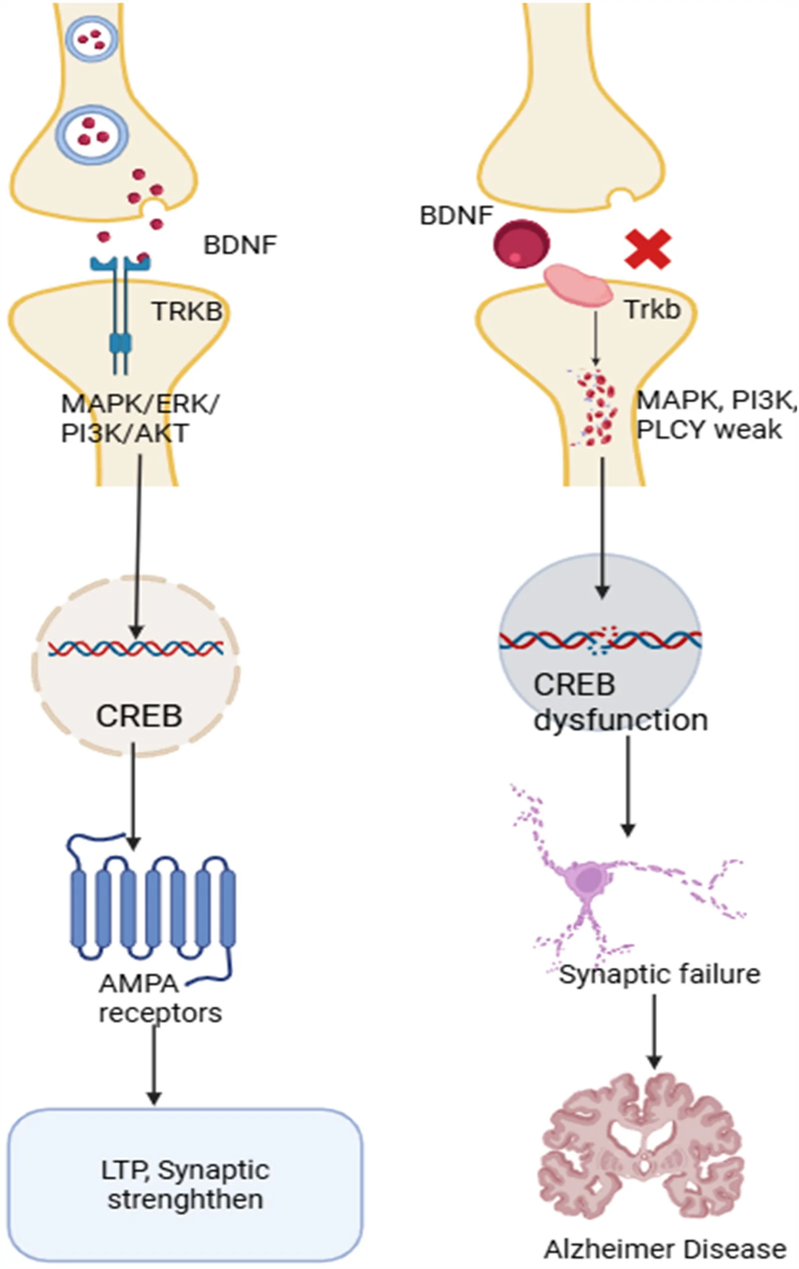 BDNF–TrkB signaling pathway regulating synaptic plasticity in Alzheimer's disease. Binding of BDNF to TrkB activates PI3K/Akt, MAPK/ERK, and CREB signaling pathways, promoting AMPA receptor trafficking, dendritic spine stabilization, and LTP. In AD, Aβ-mediated disruption of BDNF signaling contributes to synaptic weakening and cognitive decline.