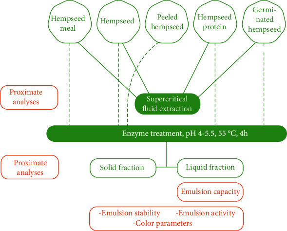A flow chart of production solid and liquid fractions from different hempseed raw materials. Green indicates the materials and treatments used to produce solid and liquid fractions. Orange indicates the analysis methods. Dashed lines indicate the direct use of the starting material in enzymatic treatments without supercritical fluid extraction.