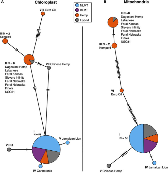 Chloroplast (A) and Mitochondrial (B) haplotype networks. Both haplotype networks are similar with a common haplotype shared by most individuals (79 and 82% for the chloroplast and mitochondria, respectively) and smaller haplotypes that differ slightly, mostly comprised of Hemp individuals.
