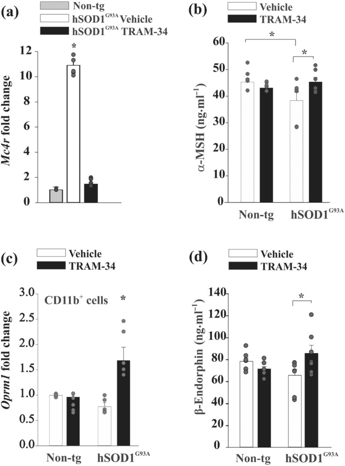 Melanocortin and β‐endorphin pathways are modulated by KCa3.1 blockade in hSOD1G93A mice. (a) RT‐PCR analysis of melanocoritin 4 (MC4) receptor gene, Mc4r, in the hypothalamus of non‐tg and 16‐week‐old hSOD1G93A mice treated with vehicle or TRAM‐34 (n = 5). Data are the mean ± SEM. * P < 0.05, one‐way ANOVA. (b) Analysis of α‐MSH concentrations in CSF samples collected from non‐tg or 16‐week‐old hSOD1G93A mice treated with vehicle or TRAM‐34 (n = 8; hSOD1G93A TRAM‐34, n = 6). Data are the mean ± SEM. * P < 0.05, two‐way ANOVA. (c) RT‐PCR analysis of μ receptor gene (Oprm1) in CD11b+ myeloid cells isolated from the hypothalamus of both non‐tg and hSOD1G93A mice (16 weeks) treated with vehicle or TRAM‐34 (n = 5). Data are the mean ± SEM. * P < 0.05, one‐way ANOVA. (d) β‐Endorphin levels in CSF samples collected from non‐tg or 16‐week‐old hSOD1G93A mice treated with vehicle or TRAM‐34 (n = 7; hSOD1G93A TRAM‐34, n = 7). Data are the mean ± SEM. * P < 0.05, two‐way ANOVA