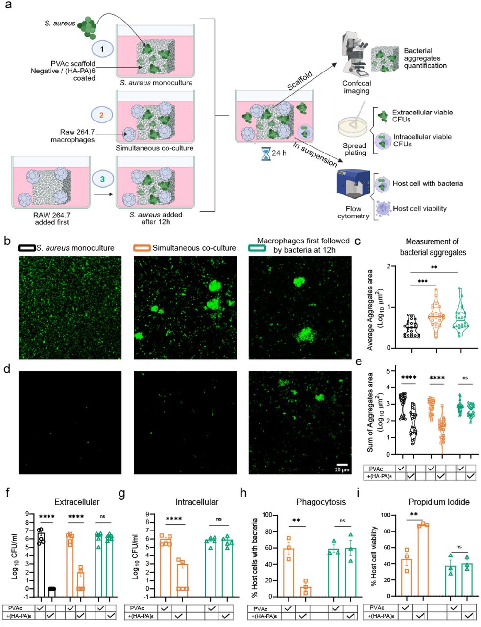 Macrophage-biomaterial interaction promotes bacterial aggregation on surfaces.(a) Schematic illustration of the experimental workflow showcasing the three different conditions for testing the hypothesis. Condition 1 (data presented as black circles) – no macrophages (control); condition 2 (data presented as orange squares) – simultaneous addition of macrophages and S. aureus; condition 3 (data presented as green triangles) – sequential addition of macrophages followed by S. aureus.(b) Representative confocal microscopy images of GFP-expressing S. aureus on biomaterial (PVAc) surfaces under different culture conditions.(c) Quantification of images from ‘b’, where the average area of bacterial aggregates is presented at different culture conditions; data is based on four independent experiments with minimum 5 fields of view (FOVs) analyzed per biomaterial.(d) Representative confocal microscopy images of GFP-expressing S. aureus on HA-PA coated PVAc surfaces under different culture conditions.(e) Quantification of images from ‘b’ and ‘d’, where total bacterial aggregate area (sum of all GFP signals) is presented at various culture conditions; data is based on four independent experiments with minimum 5 fields of view (FOVs) analyzed per biomaterial.(f) Assessment of planktonic extracellular surviving S. aureus in the supernatant expressed as colony forming units (CFU).(g) Evaluation of macrophage-internalized surviving S. aureus expressed as CFU.(h) Flow cytometric quantification of the percentage of live macrophages with GFP-expressing S. aureus.(i) Quantification of the percentage of live macrophages following infection with S. aureus under different treatment conditions.All CFU and flow cytometry results were presented as mean ± SD (n=5 for CFU; n=3 for flow cytometry). Statistical analysis was performed using one way ANOVA followed by Dunnett’s multiple comparison test, and two-way Anova with Sidak’s multiple comparison test. Statistical significance is indicated as *p<0.05, **p<0.01, ***p<0.001, ****p<0.0001, and ns=non-significant.