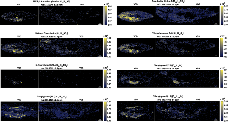 MSiReader images representing a select group of EC ions detected in positive ionization mode. Fish are in anterior to posterior and dorsal to ventral orientation. Each image contains two male zebrafish at 6 mpf: a VDD fish (left) followed by a VDS fish (right). All ions were significantly (∗P ≤ 0.1; ∗∗P ≤ 0.05) more abundant (2-fold or greater) in VDD fish than VDS fish. ∗See also Table 2.