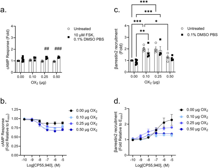 CB2‐dependent inhibition of cAMP and βarrestin2 recruitment in CB2‐OX2 cells. CHO cells stably expressing CB2 and transiently expressing OX2 were treated with 10 μM FSK and 0.1 nM—10 μM CP55,940 for 90 min to measure cAMP inhibition (A, B) or 0.1 nM—10 μM CP55,940 for 90 min to measure βarrestin2 recruitment (C, D). Data were fit to a 4‐parameter non‐linear regression and are represented as fold over vehicle. Data are mean ± SEM from n = 4–8 independent experiments performed in triplicate. *p < 0.05, **p < 0.01, ***p < 0.001 within treatment between groups; ## p < 0.01, ### p < 0.001 within groups between treatments, as determined by two‐way ANOVA followed by Tukey's post hoc test.